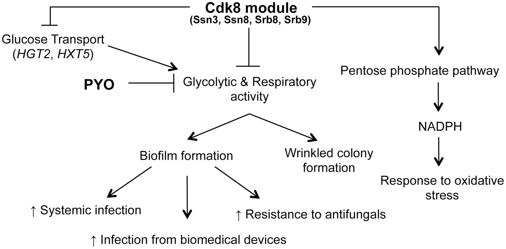 Phenotypes related to defects in the Cdk8 module can be multifactorial.