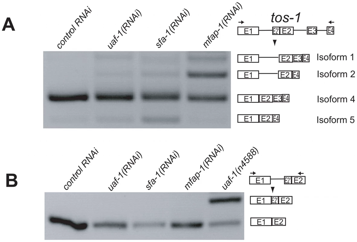 Reducing <i>mfap-1</i> expression by RNA interference alters the splicing of <i>tos-1</i>.
