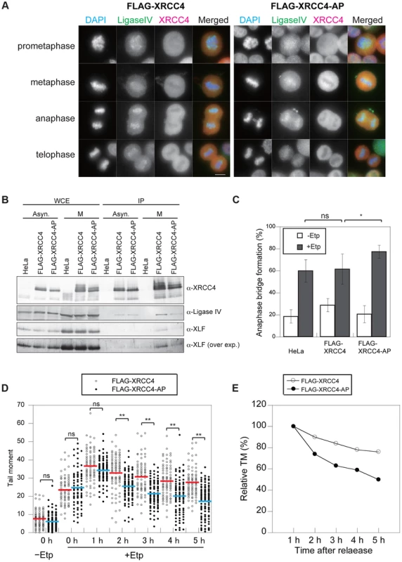 Phosphorylation of XRCC4 at S326 is involved in suppression of DSB repair during M-phase.