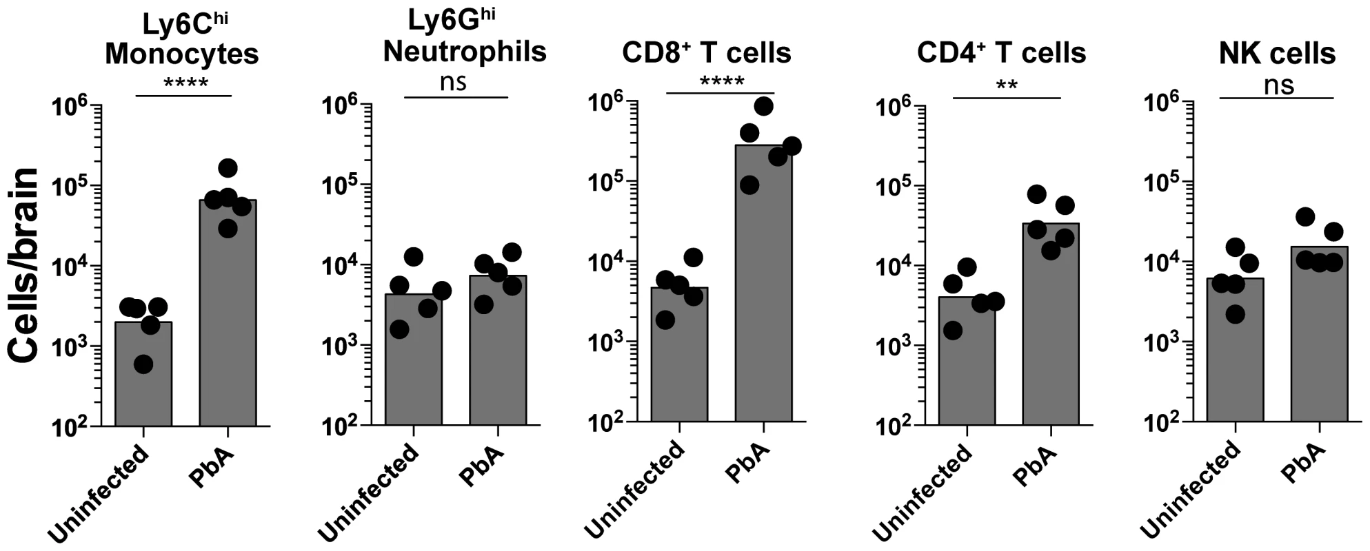 Monocytes and CD8<sup>+</sup> T lymphocytes accumulate in the brain during ECM.