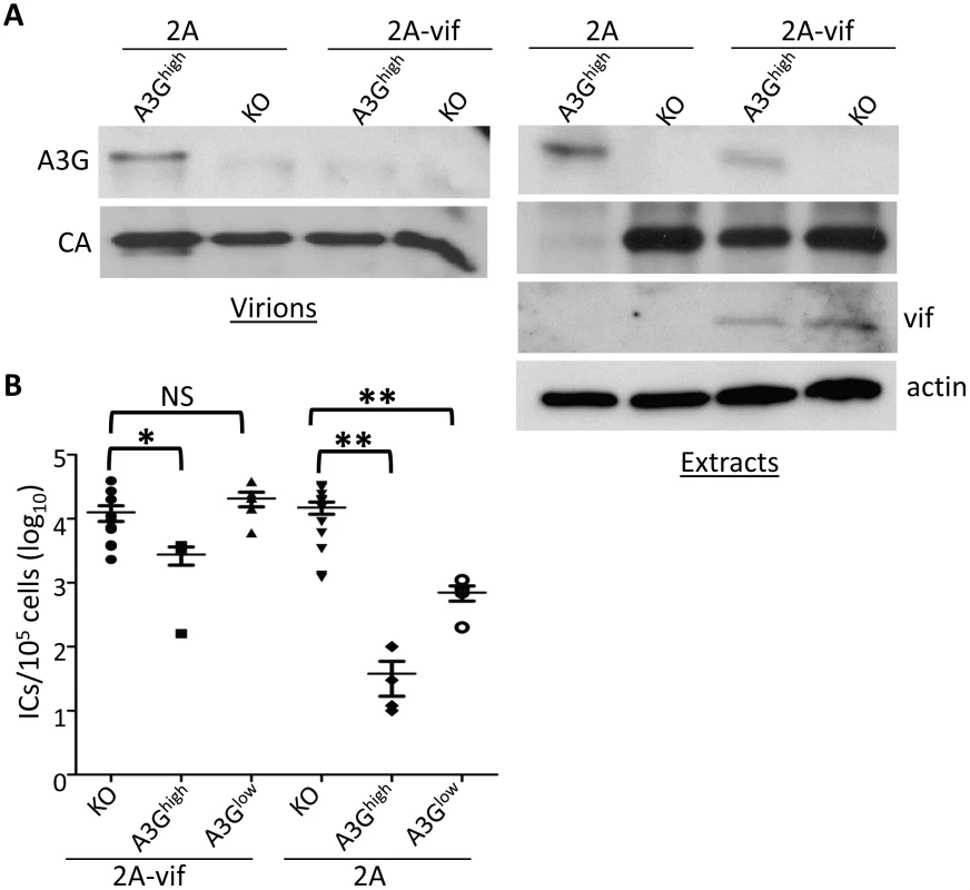 Vif counteracts A3G in transgenic mice.