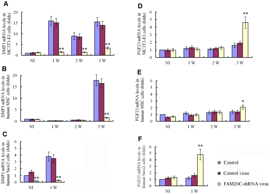 Lentiviral shRNA-mediated “knockdown” of FAM20C leads to similar alterations in the expression of DMP1 and FGF23 in human and mouse osteogenic cell lines.