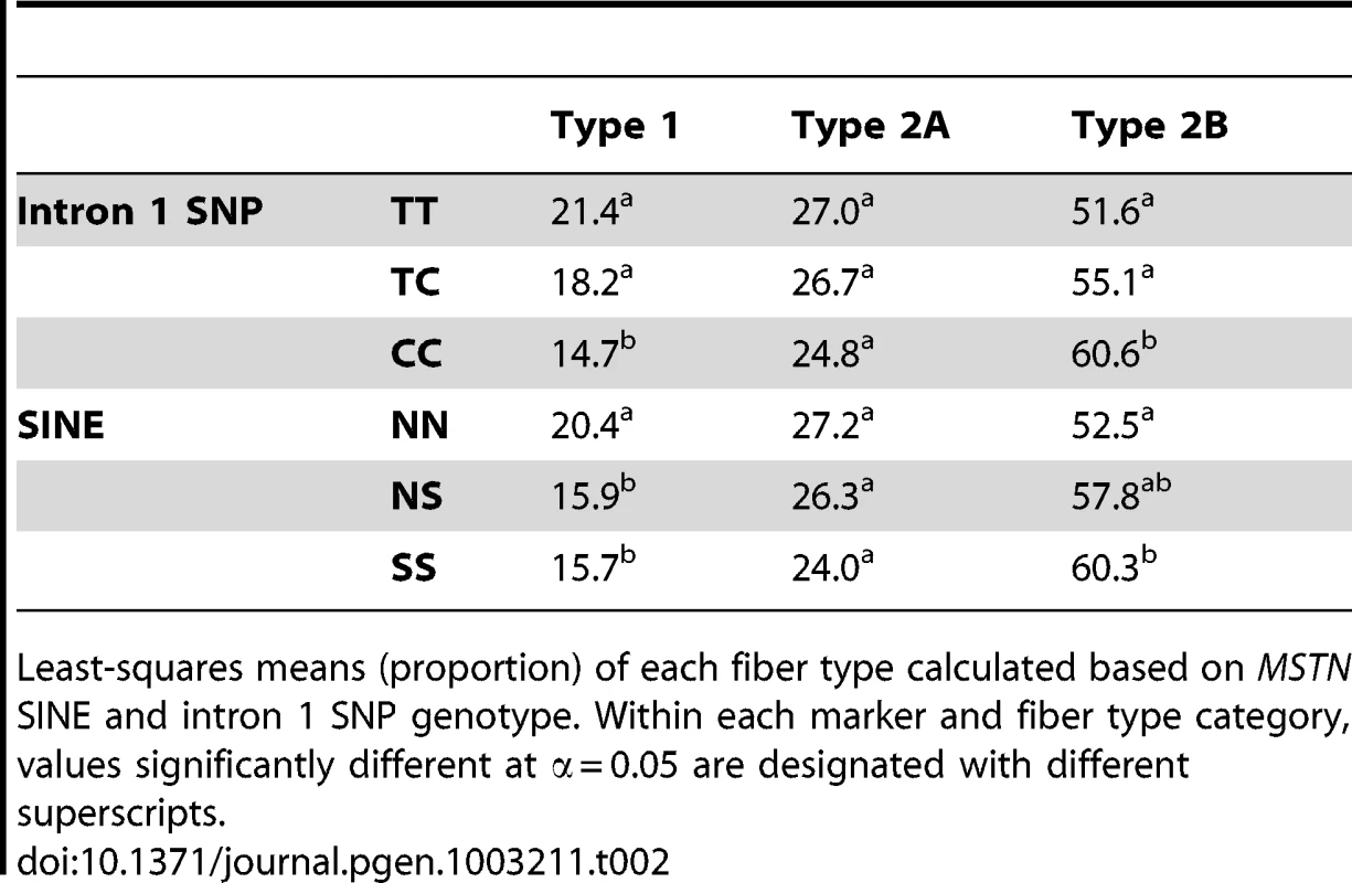 Fiber type proportion based upon <i>MSTN</i> genotype.
