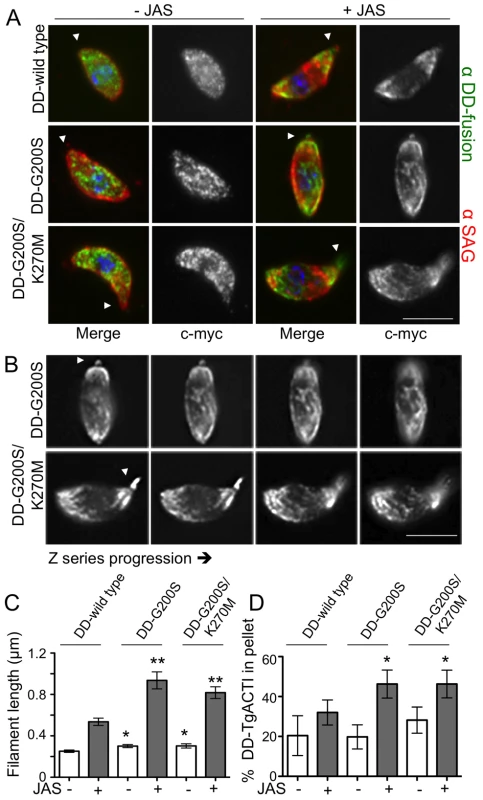 Stabilized actin alleles are more sensitive to JAS-stabilization than endogenous TgACTI in <i>Toxoplasma</i>.