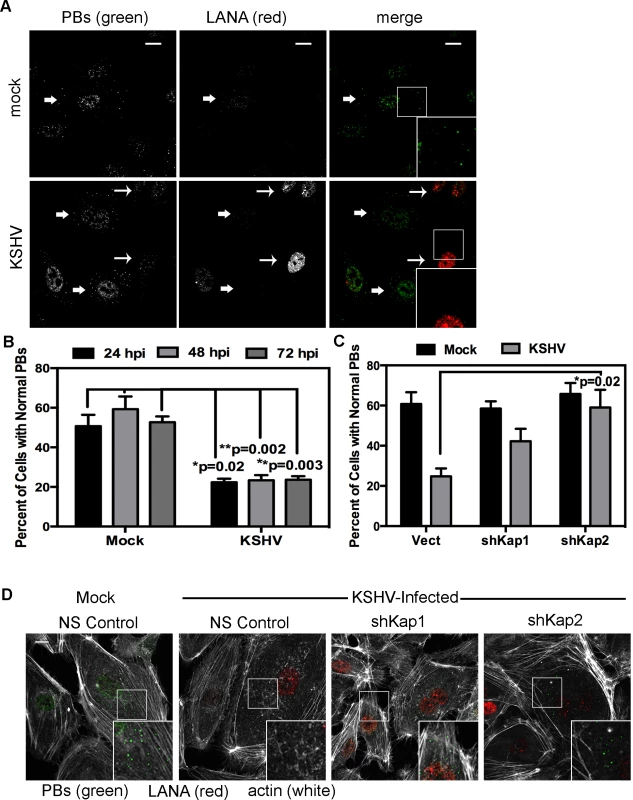KSHV-mediated p-body dispersion in latently infected endothelial cells requires kaposin expression.