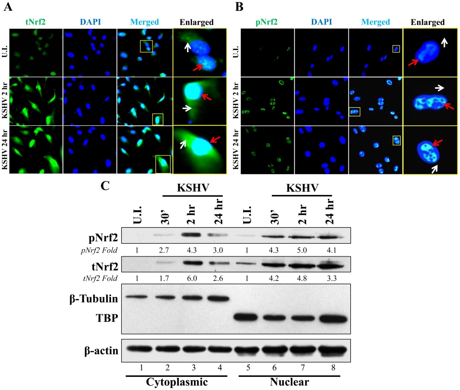 Nuclear localization of Nrf2 during KSHV infection.