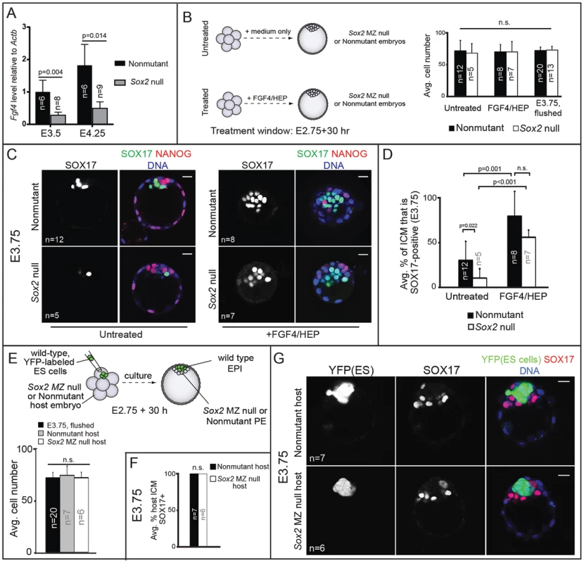 <i>Sox2</i> promotes PE development non cell-autonomously via FGF4.
