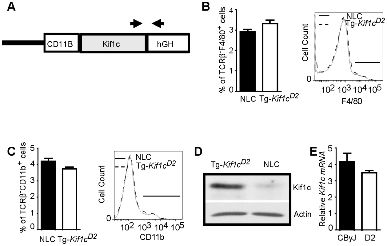 Generation of BALB/cByJ-<i>CD11B</i>-<i>Kif1c<sup>D2</sup></i> transgenic (Tg-<i>Kif1c<sup>D2</sup></i>) mice.
