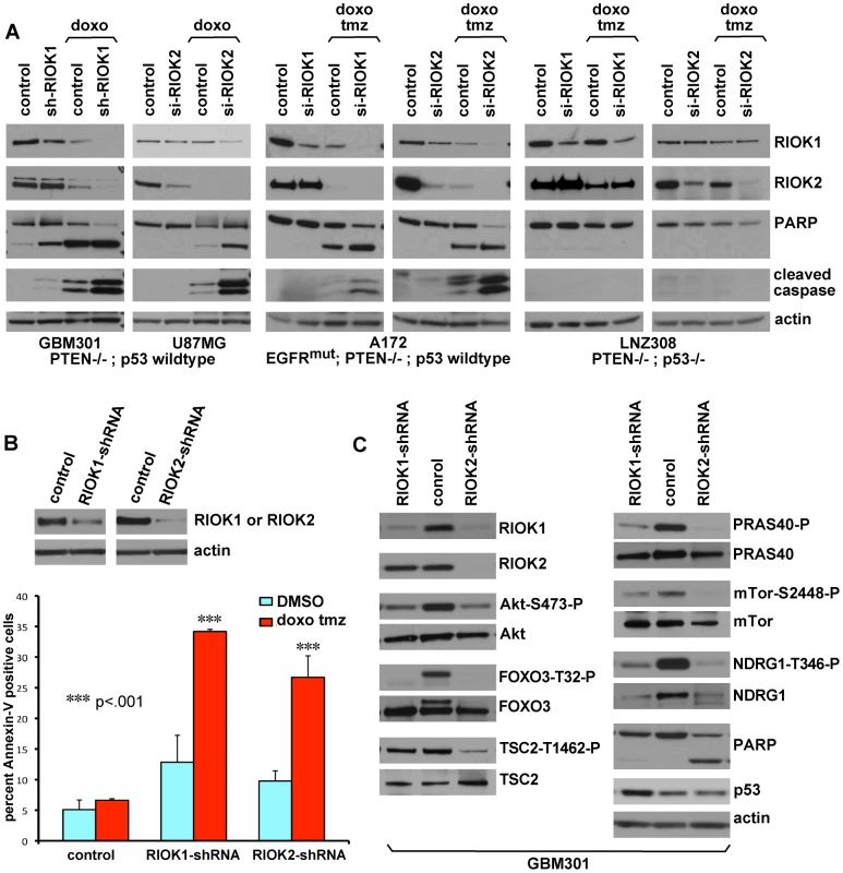 Loss of RIOK1 or RIOK2 function chemosensitizes GBM cells and reduces TORC2-Akt signaling.