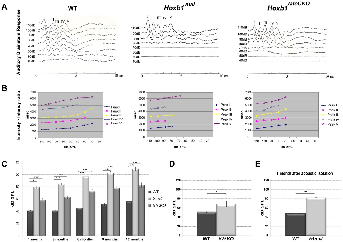 Elevated thresholds of auditory brainstem responses (ABR) in <i>Hoxb1</i> and <i>Hoxb2</i> mutant mice.