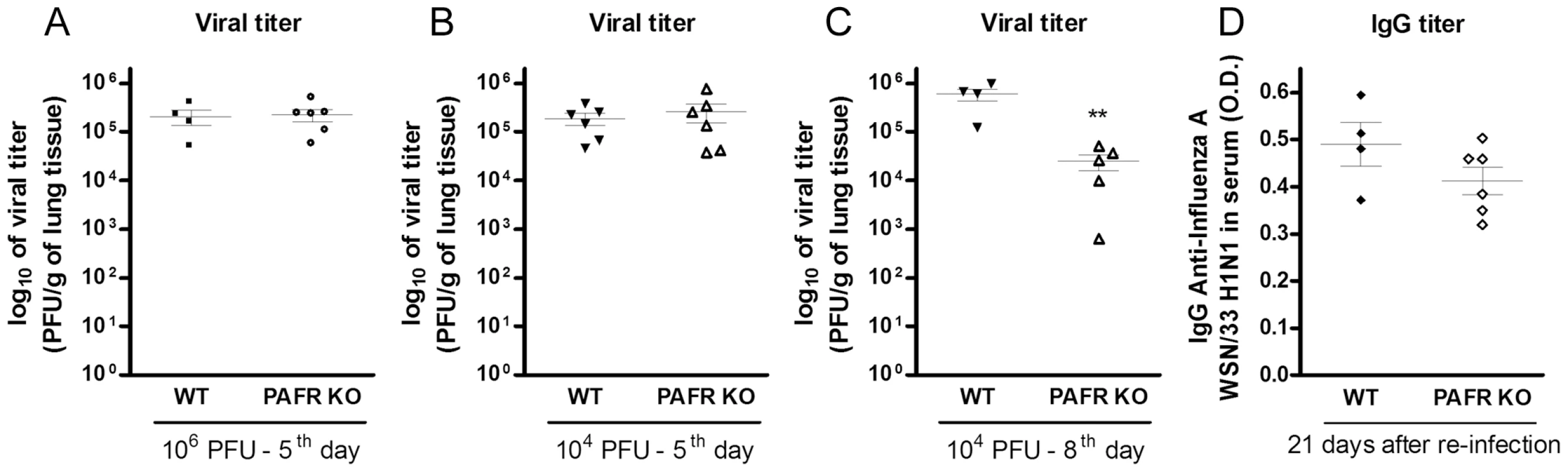 Viral load and specific antibodies after Influenza A/WSN/33 H1N1 infections of WT and PAFR-deficient mice.