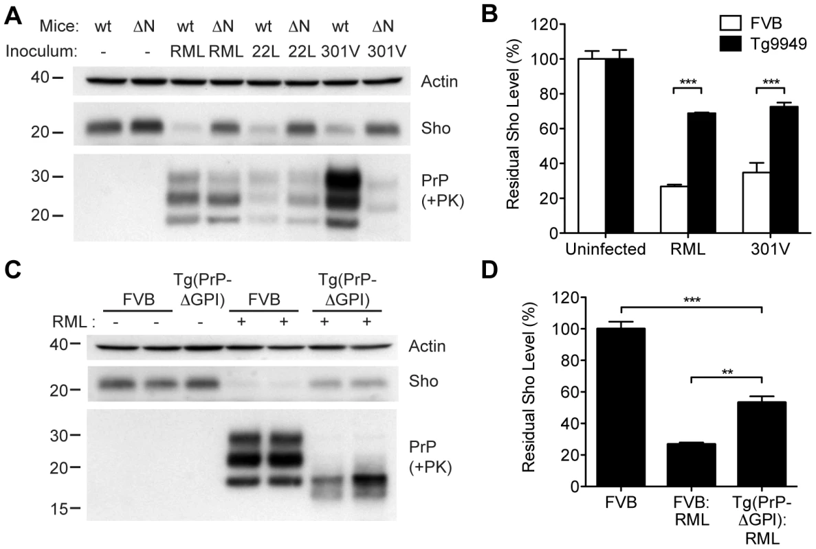 Sho levels in prion-infected Tg mice expressing truncated or anchorless PrP.