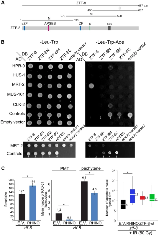 ZTF-8 interacts with MRT-2/Rad1 and shares functional conservation with mammalian RHINO.