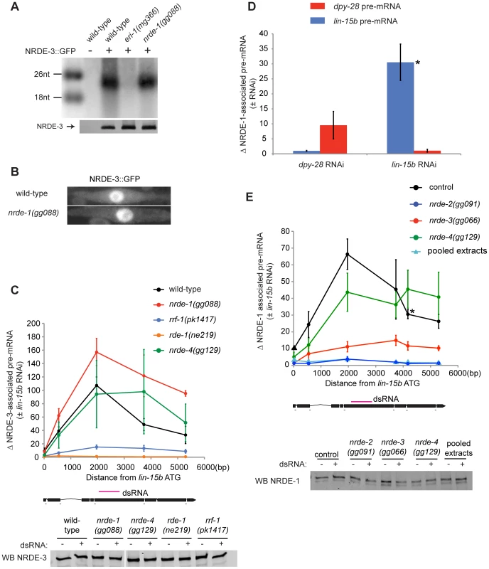 NRDE-1 is recruited by NRDE-2/-3 to pre-mRNAs that have been targeted by RNAi.