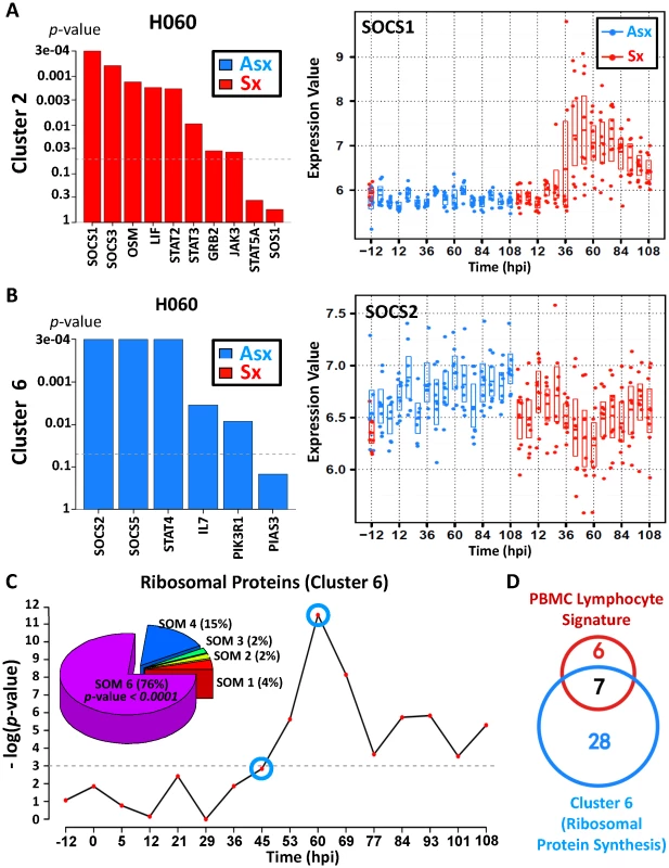 Asymptomatic hosts showed unique temporal expression kinetics of cluster 6 genes related to JAK-STAT signaling transduction and protein biosynthesis.