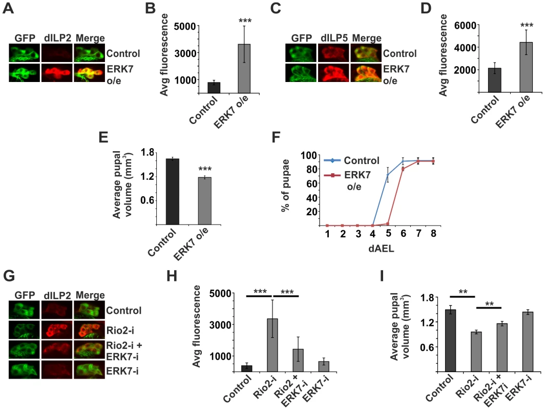 ERK7 mediates inhibition of dILP secretion upon disturbed ribosome biogenesis.