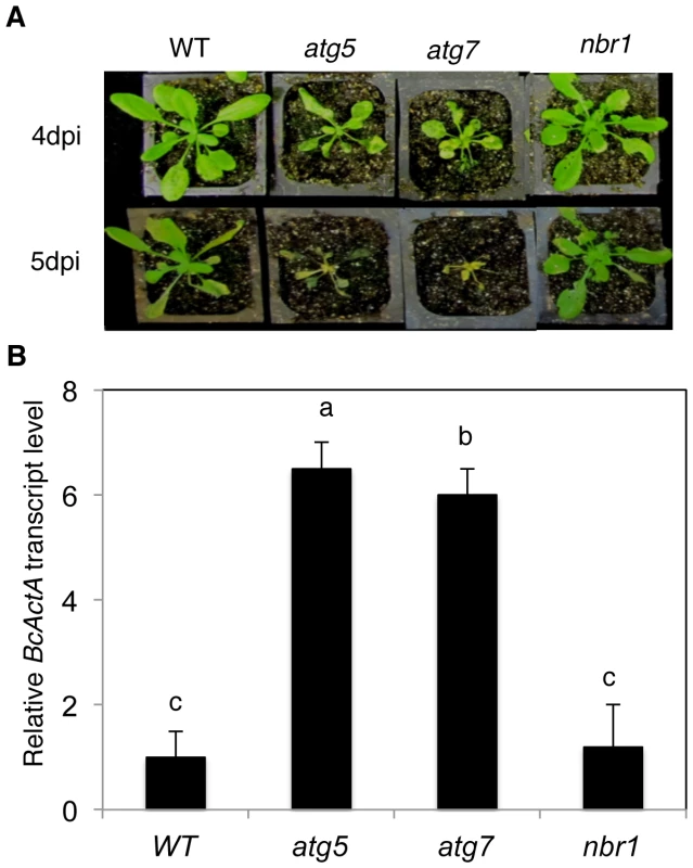 Normal phenotypes of the <i>nbr1</i> mutant plants in resistance to <i>Botrytis</i>.