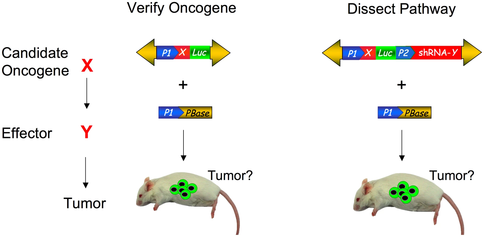 Somatic phenotypes like cancer can be modeled and genetically dissected with transposon mutagenesis.
