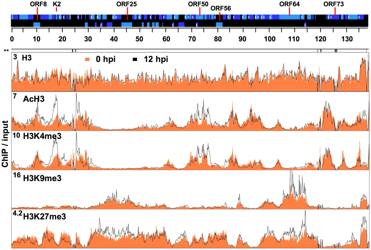 Genome-wide mapping of histone modifications on the KSHV genome during latency and reactivation.