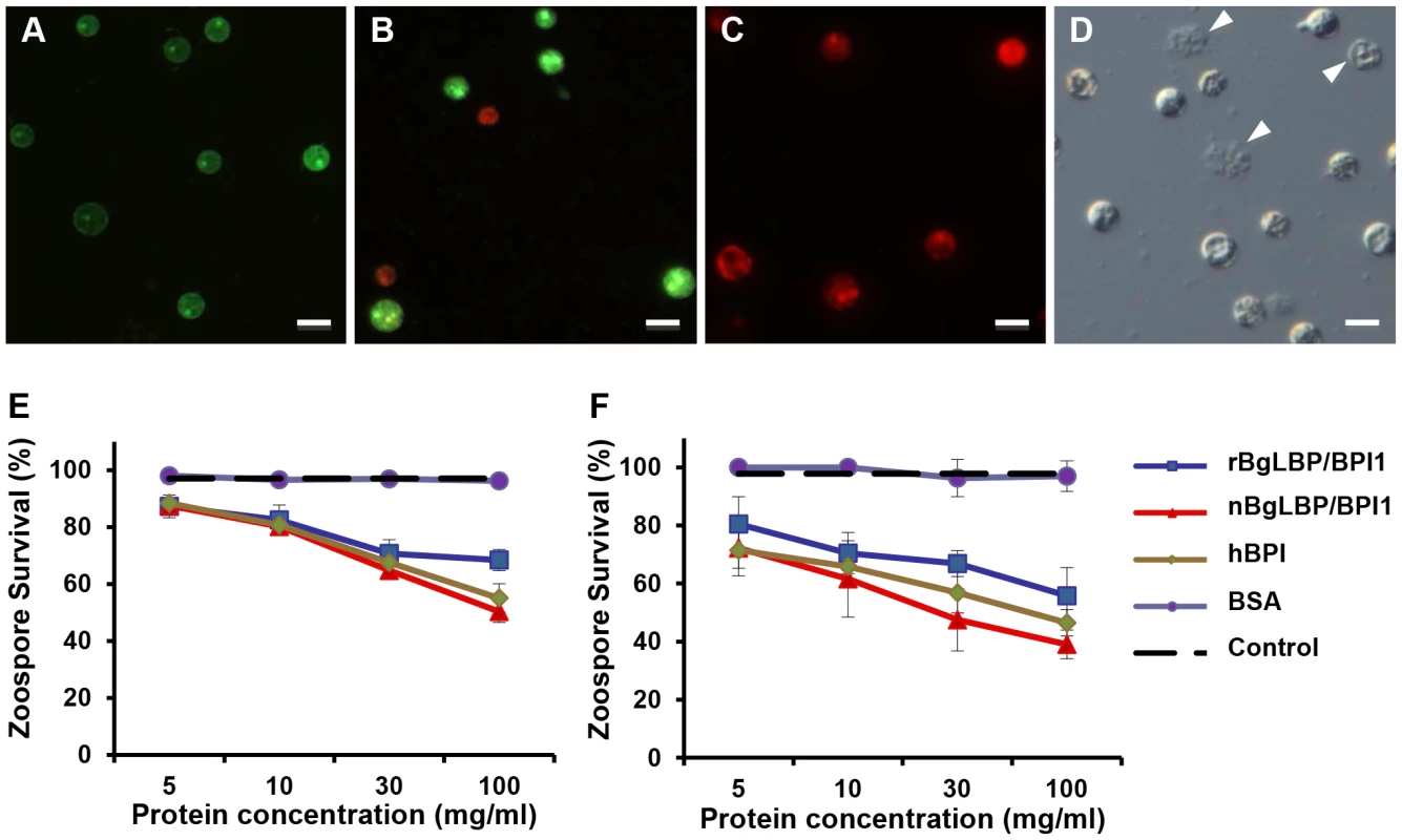 BgLBP/BPI1 and hBPI display anti-oomycete activity against <i>Saprolegnia parasitica</i> and <i>S. diclina</i>.