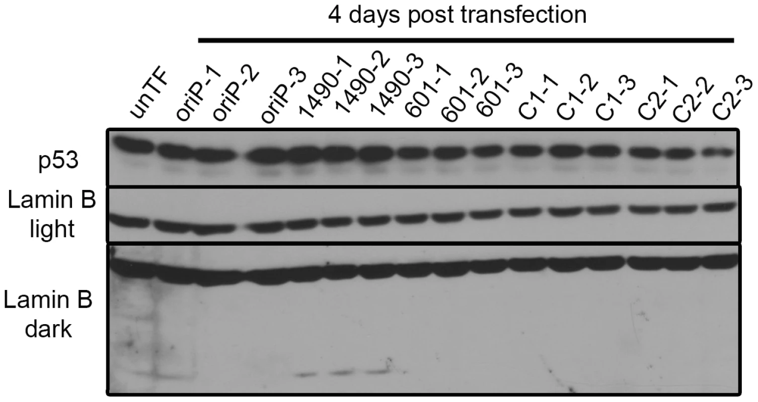 p53 expression is not modulated by EBNA-3A.