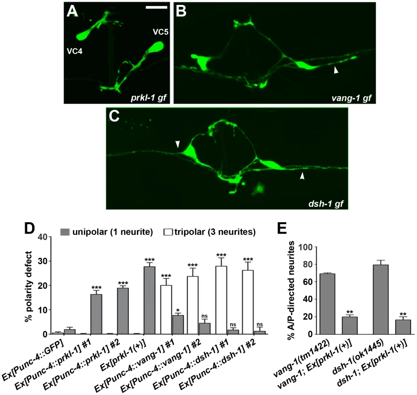 PRKL-1 is sufficient to suppress neurite formation in VC4 and VC5.