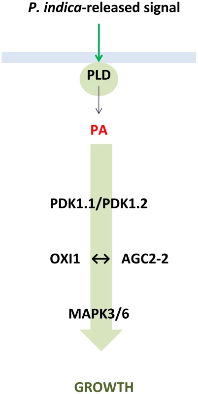 Proposed model describing the role of PLD, PA, AGC and MAP kinases in the beneficial interaction between <i>P. indica</i> and Arabidopsis.