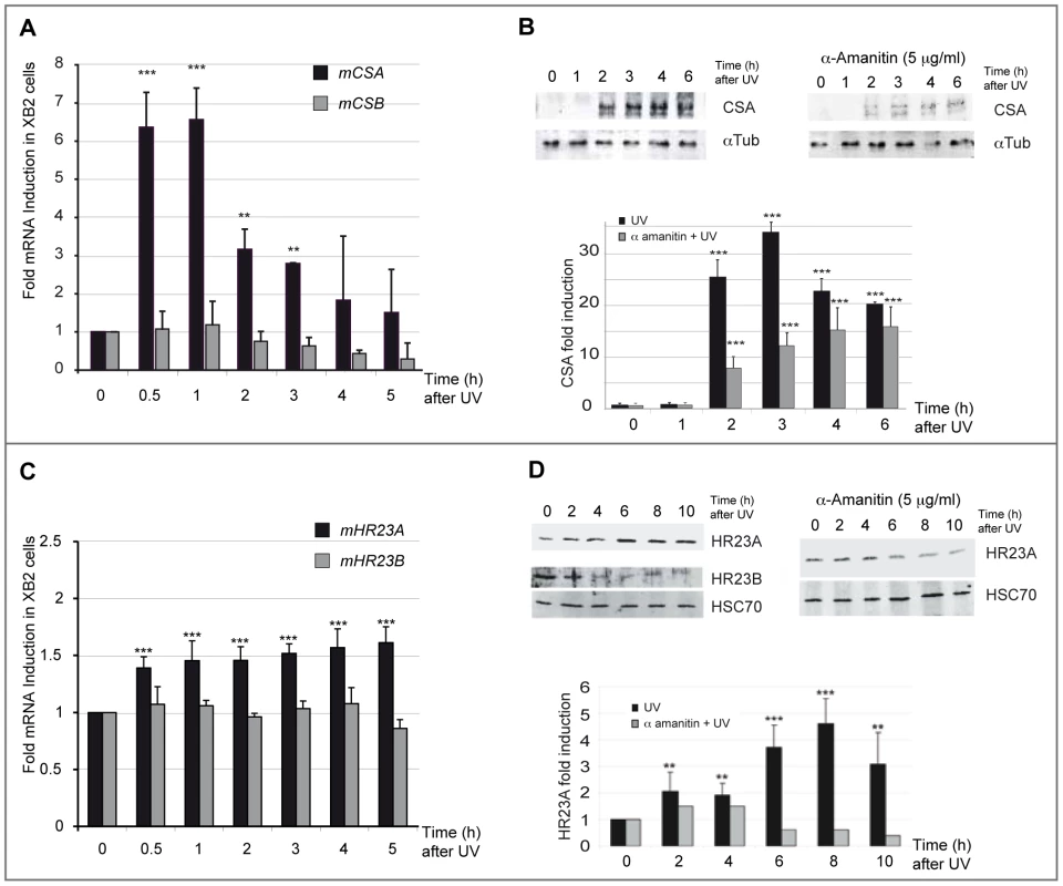 <i>CSA</i> and <i>HR23A</i> expression is up-regulated in XB2 mouse keratinocytes after repetitive UV irradiation.