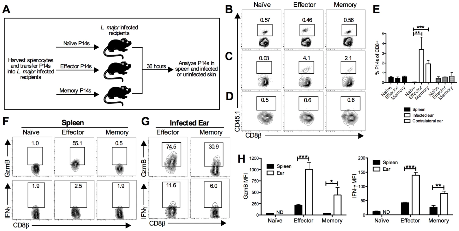 LCMV memory T cells migrate to leishmanial lesions and upregulate gzmB expression.