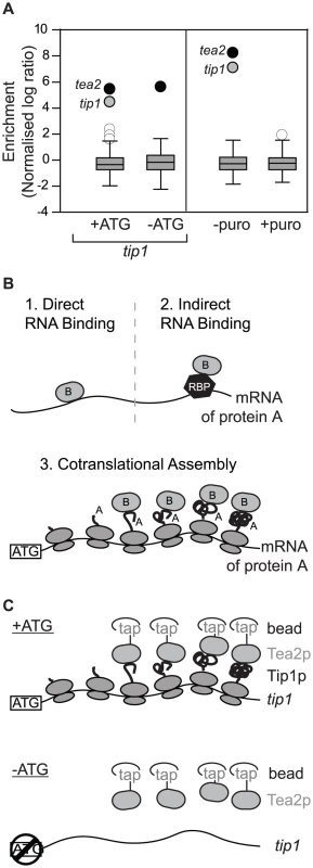 Cotranslational assembly of the Tea2p-Tip1p complex.