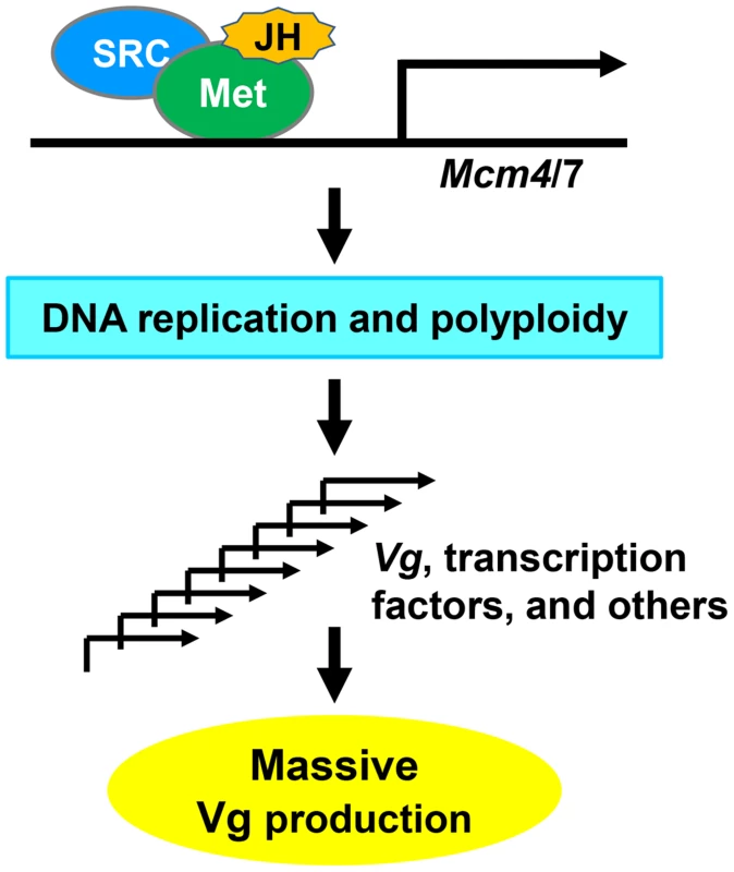 A proposed model for locust Vg synthesis regulated by the JH-receptor complex acting on <i>Mcm4</i> and <i>Mcm7</i>.