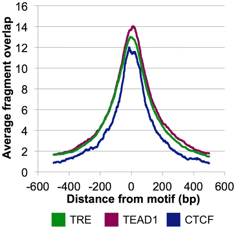 CSB-PGBD3 peak summits coincide with the TRE, TEAD1, and CTCF motifs.