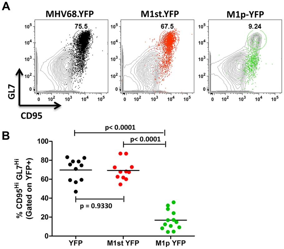 Low levels of M1 promoter activity are detected in germinal center B cells.