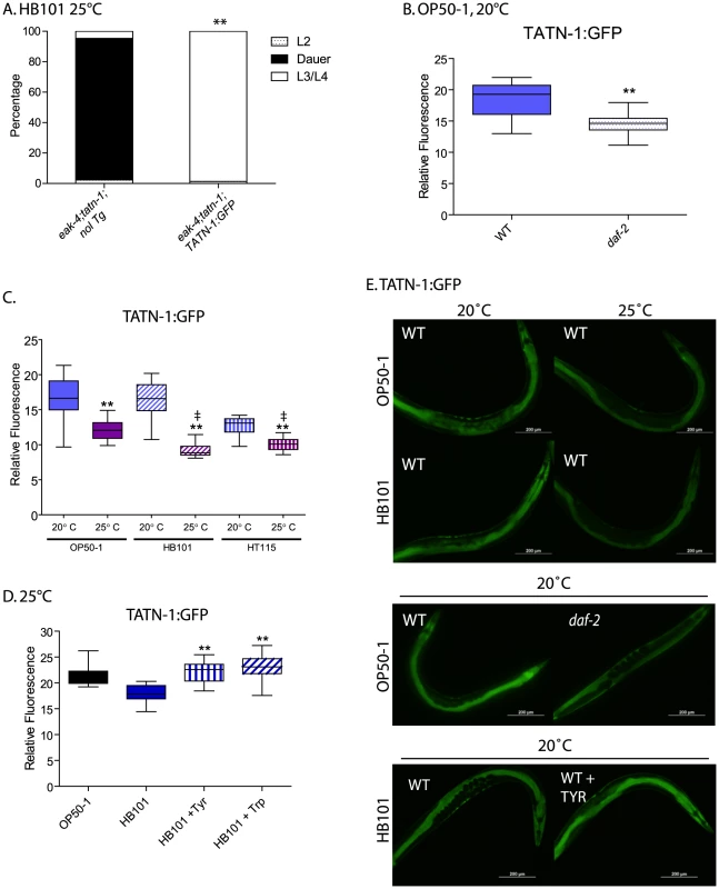Control of TATN-1 protein expression by <i>daf-2</i>/IGFR signaling, diet and temperature.