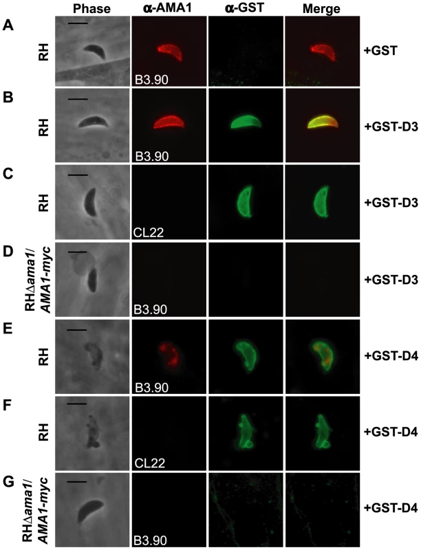 TgRON2 fusions GST-D3 and GST-D4 bind to TgAMA1 on the surface of parasites.