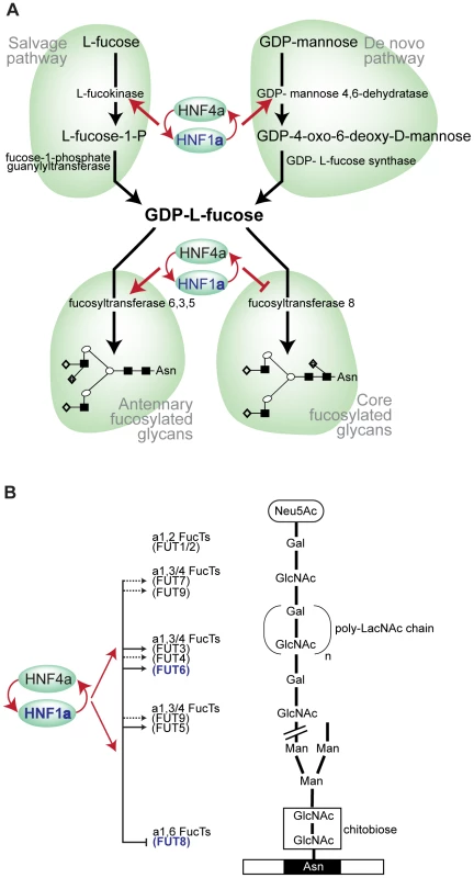 HNF1α is at the heart of fucosylation regulation.