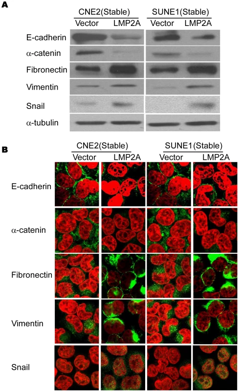 The overexpression of LMP2A in NPC cell lines induces EMT-like cellular marker alterations.