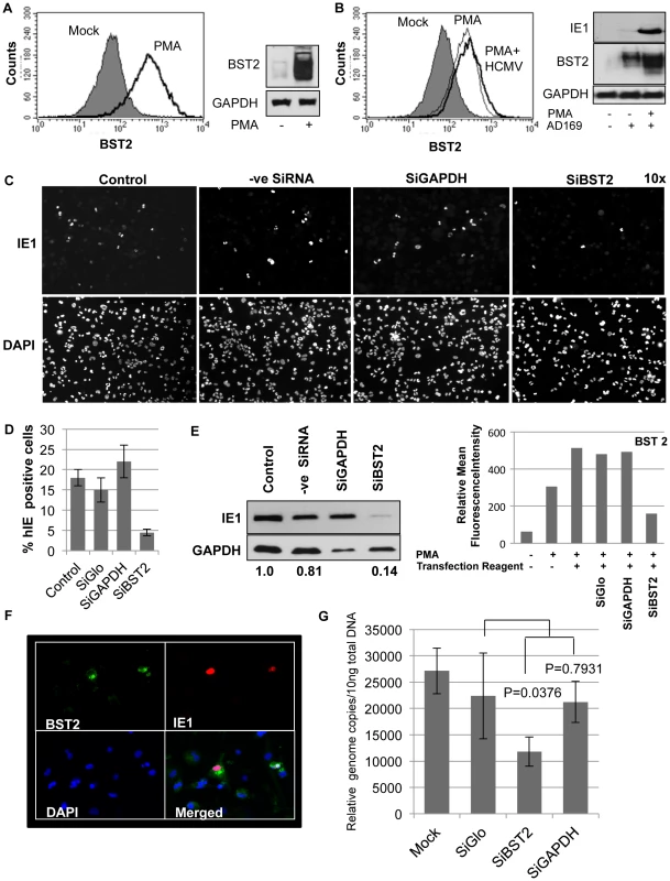 Infection of THP-1 cells with HCMV is BST2-dependent.