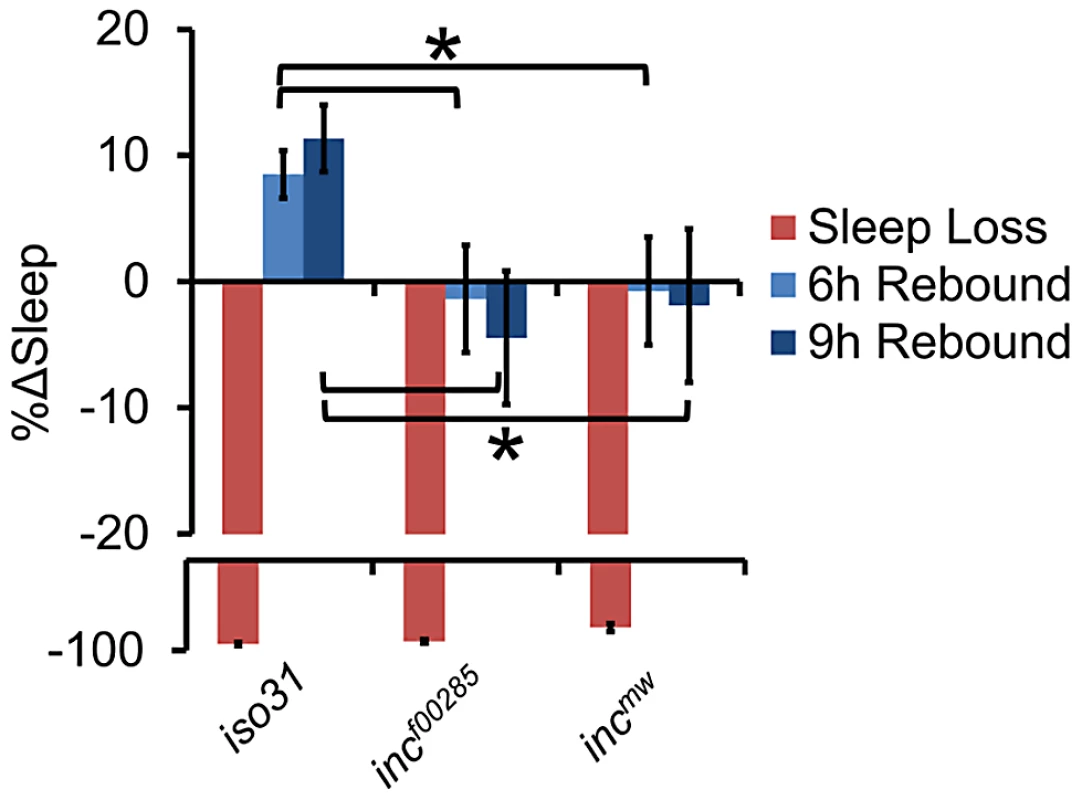 Flies lacking <i>inc</i> exhibit reduced behavioral sleep homeostasis.