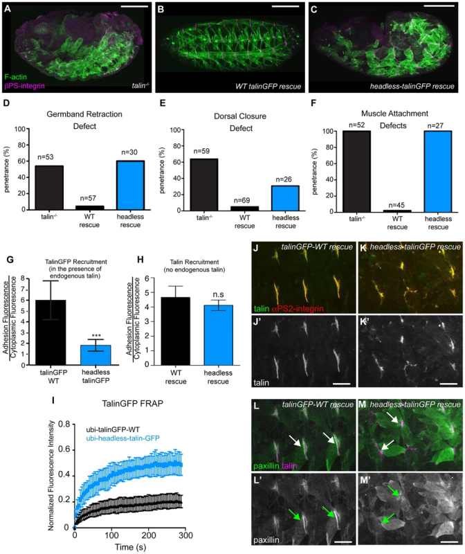 The talin head is essential for integrin function in <i>Drosophila</i>.