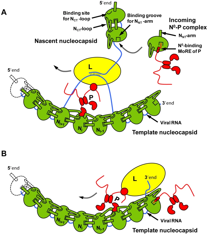 Schematic representations of the mechanism of RNA replication of VSV.