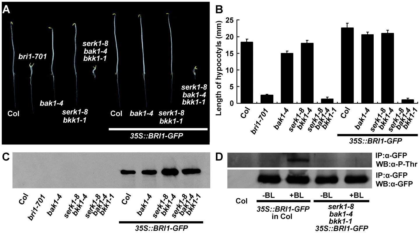 Overexpression of <i>BRI1</i> dramatically increases hypocotyl growth of wild type but does not promote hypocotyl growth of <i>serk1-8 bak1-4 bkk1-1</i>.