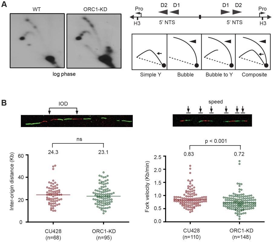 Altered cell cycle distribution and replication fork progression in ORC1 knockdown cells.