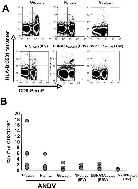 Tetramer analysis of pathogen specific CD8+ memory T cells in seven HLA-B*3501<sup>+</sup> individuals.