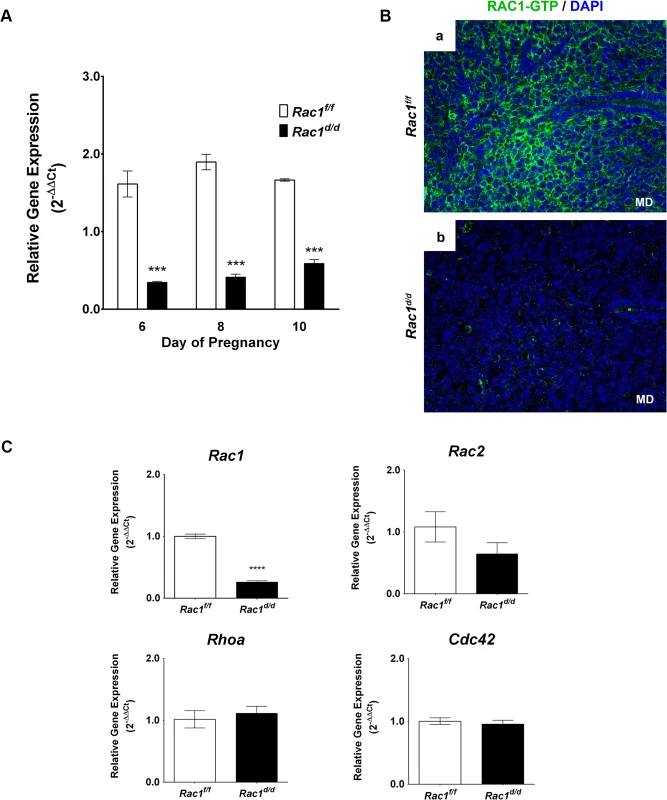 Loss of Rac1 expression in the uterus of <i>Rac1</i><sup><i>d/d</i></sup> mice.