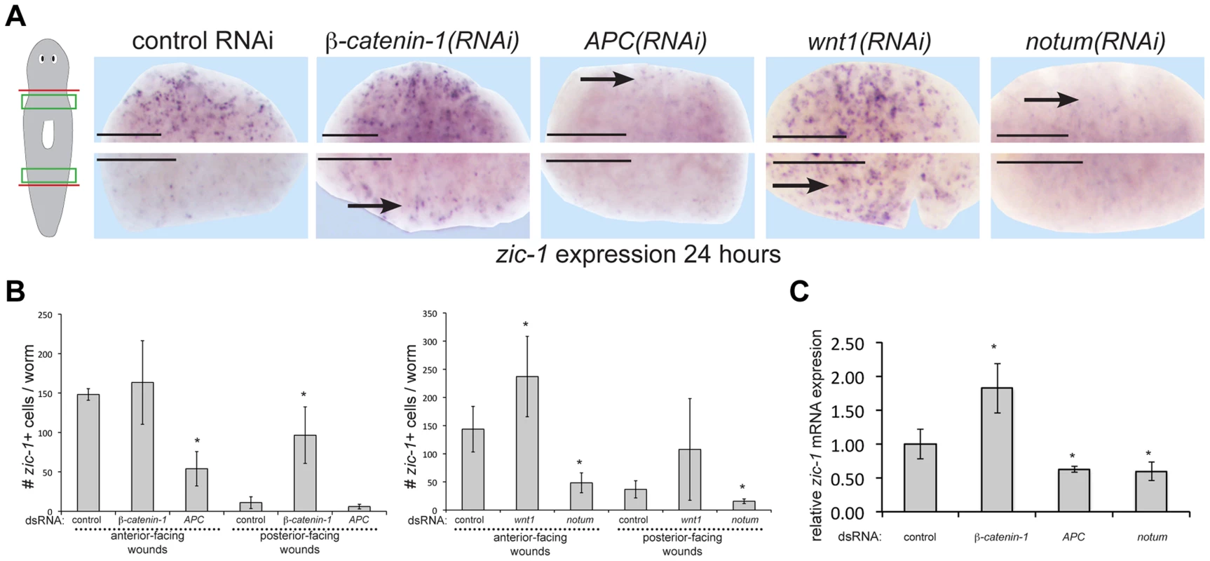 Polarized expression of <i>zic-1</i> early after injury is controlled by <i>notum</i>'s inhibition of canonical Wnt signaling.