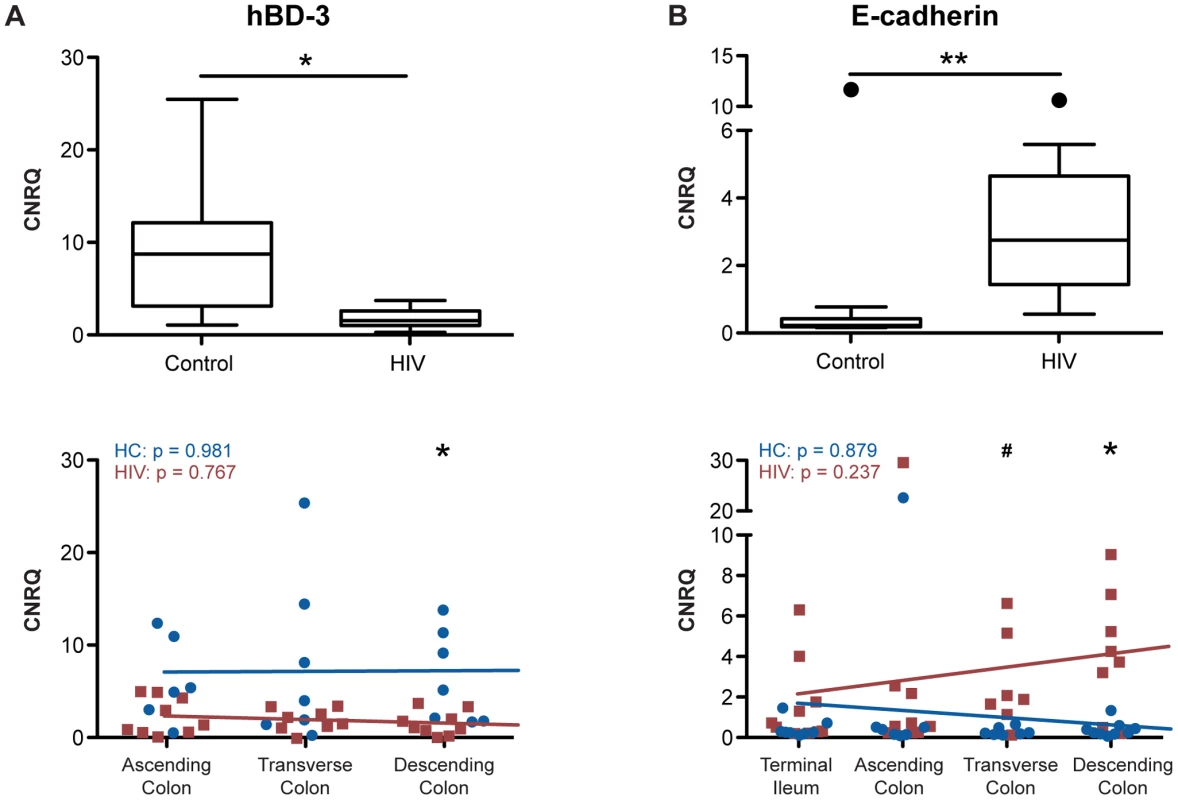 Human β defensin-3 and E-cadherin expression varies differentially from proximal-to-distal HIV+ intestine.