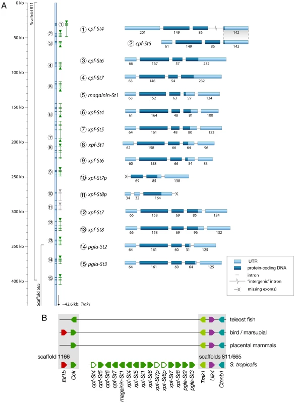 Genomic organization of the <i>Silurana tropicalis</i> AMP gene repertoire.