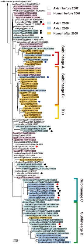 Phylogenetic tree of HA genes of H5N1 viruses isolated in Egypt.