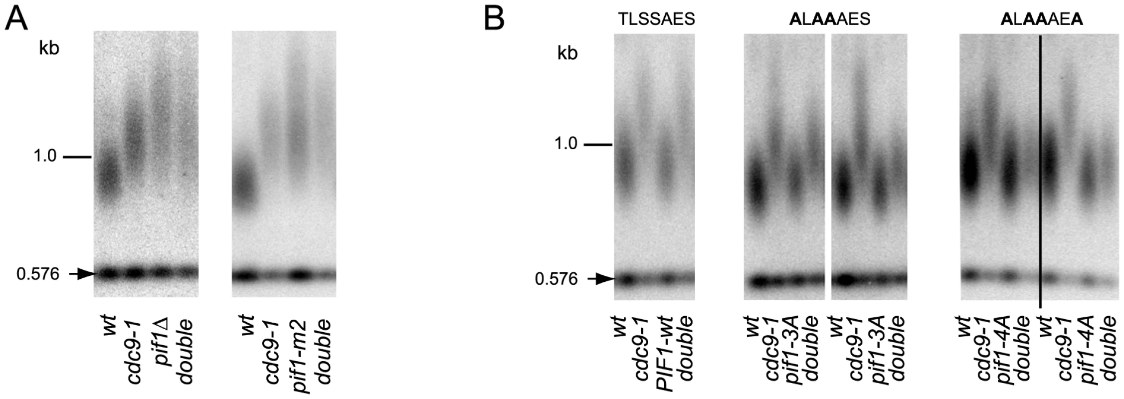 Telomere elongation in <i>cdc9-1</i> is dependent on the presence of nPif1 and its phosphorylation locus.